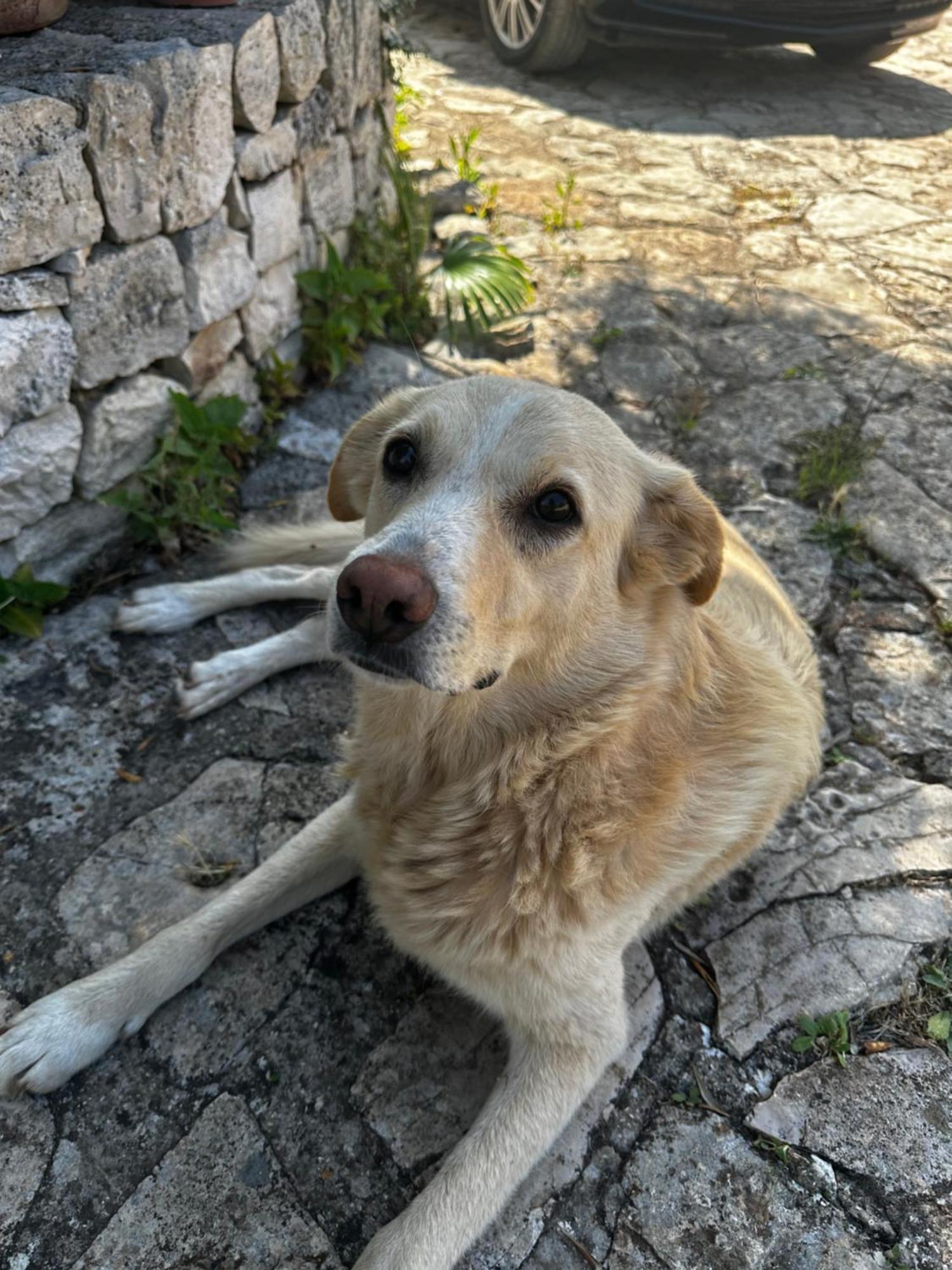 Masseria Sciaiani Piccola Villa Castelli Экстерьер фото